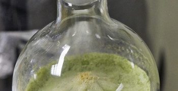 Les algues favorisent-elles l’immunité ?