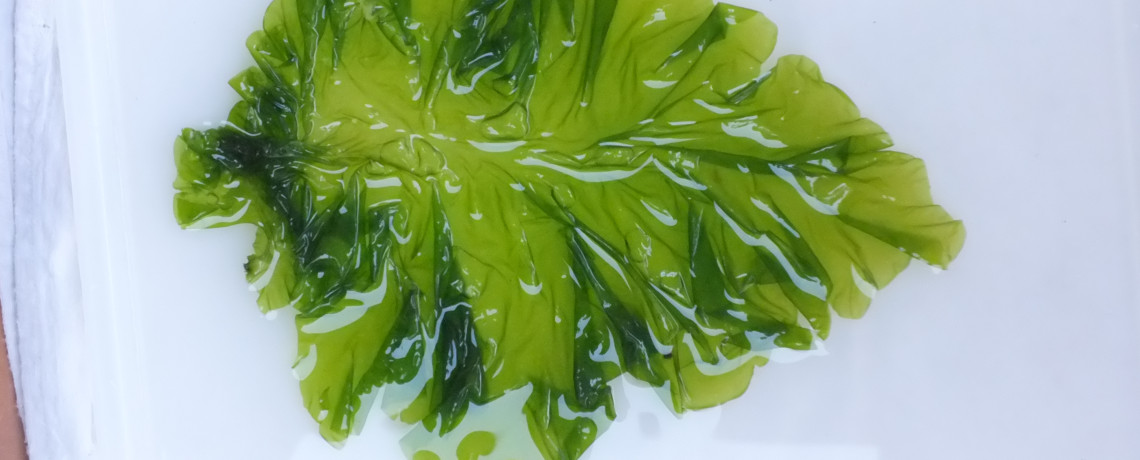 Connaissez vous les algues vertes ?