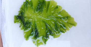 Connaissez vous les algues vertes ?